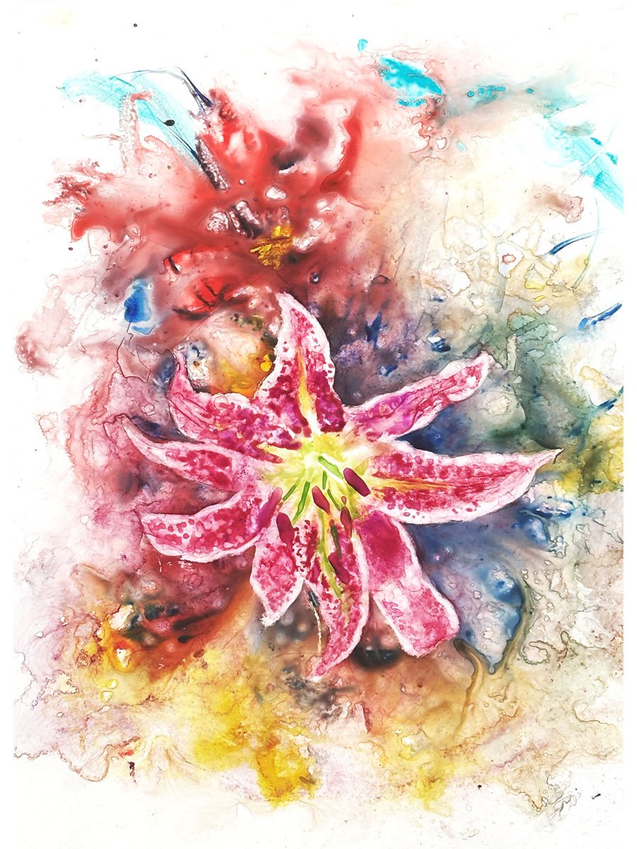 STARGAZER LILLY