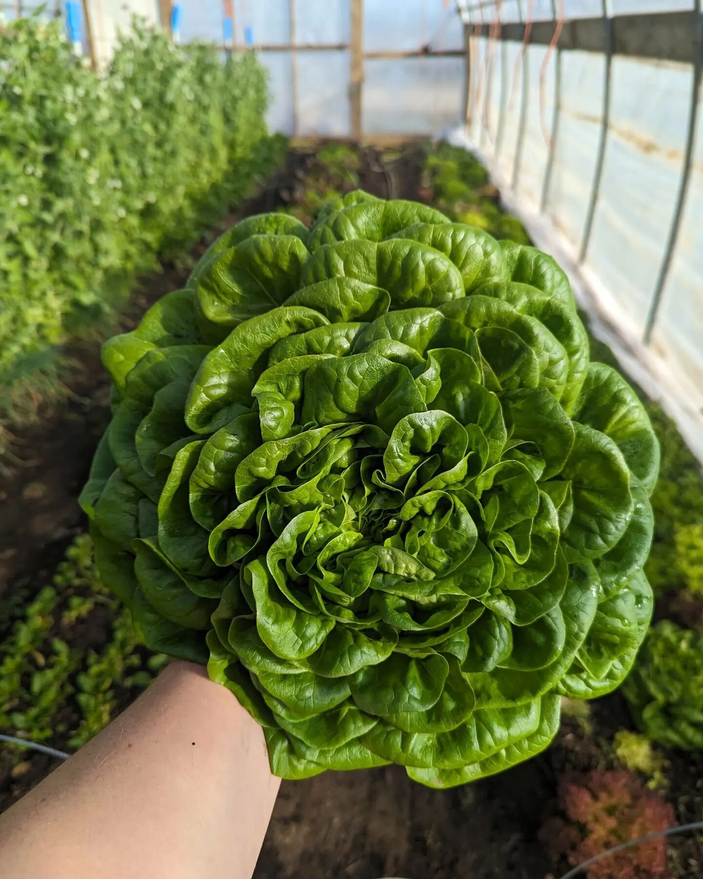 Our winter lettuce is👌🏻