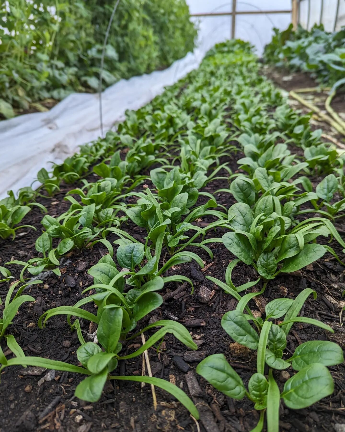 There's not much better than seeing a new bed of spinach grow on a chilly day🌱