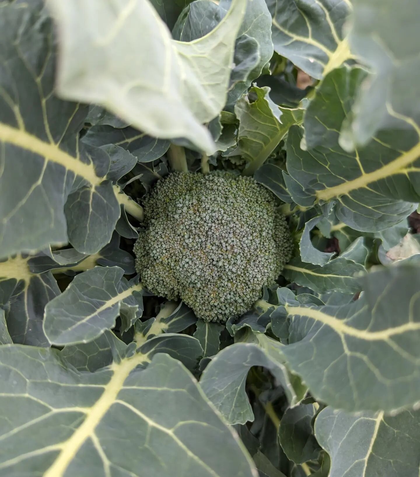 We planted some broccoli pretty late in the fall season, not really expecting anything out of it. What a cool thing to harvest some heads in January thanks to the mild weather we've had this winter🥦

Sorry! None available for sale😢