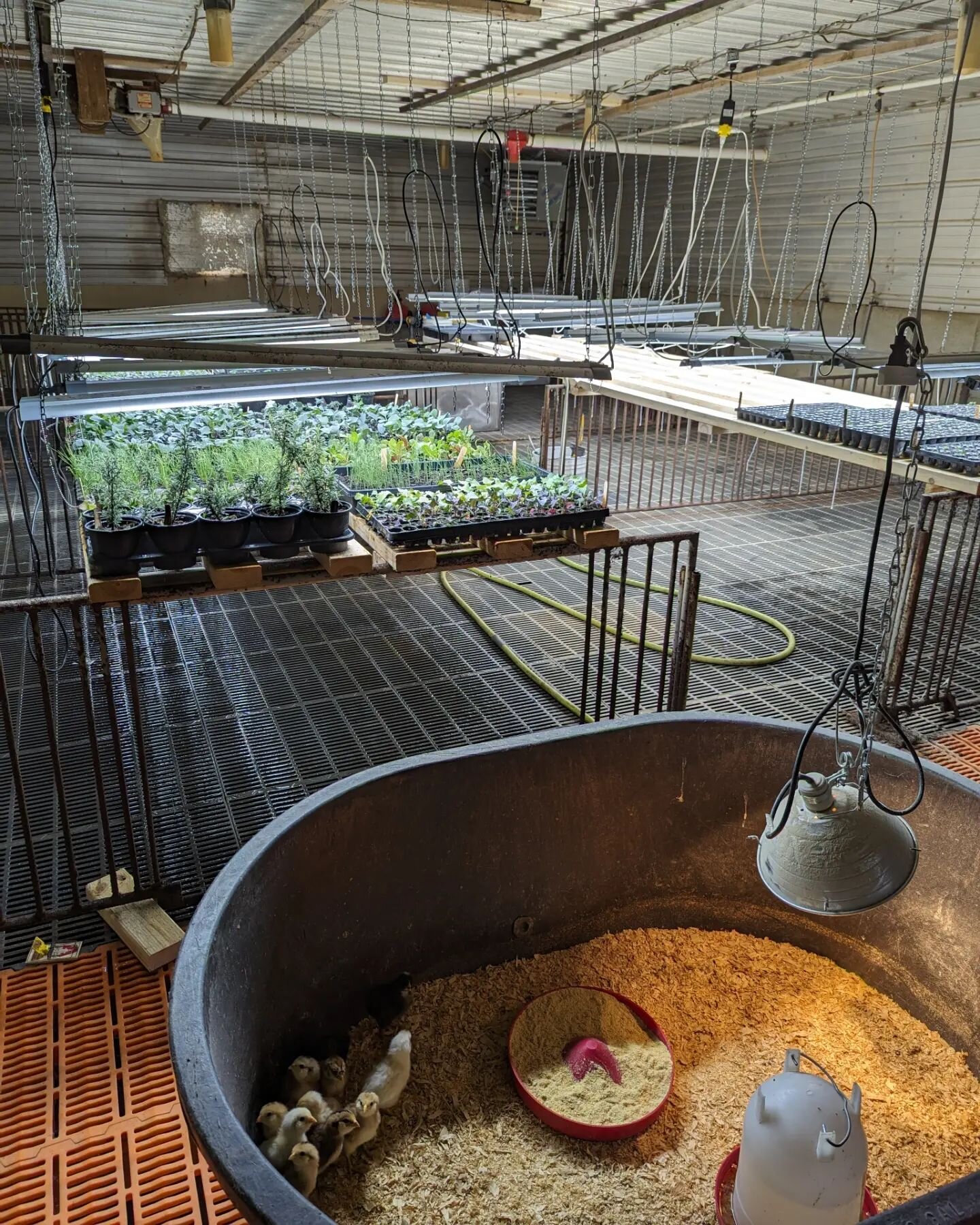 We've recently turned an unused pig nursery room into our seed starting headquarters! Put in a furnace to keep it at a nice cozy temp. Josh can figure out how to do anything...so he built some benches for the trays and rewired the electrical to hang 