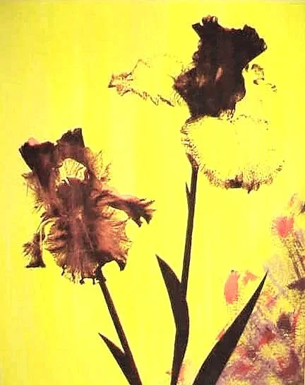Sold - Yellow and Magenta Irises, 32 x 40 inches, Acrylic and Silkscreen on Museum Board.