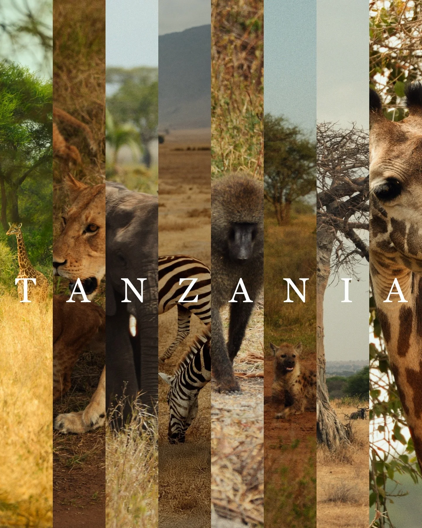 Tanzania: naturaleza salvaje, belleza intacta. 

#DXTravels