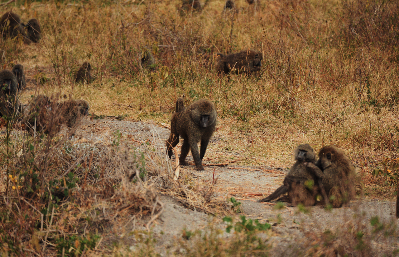 Captura de pantalla 2026-02-05 a las 14.24.45.png