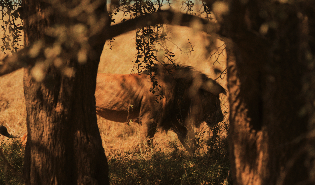 Captura de pantalla 2026-02-05 a las 14.22.20.png