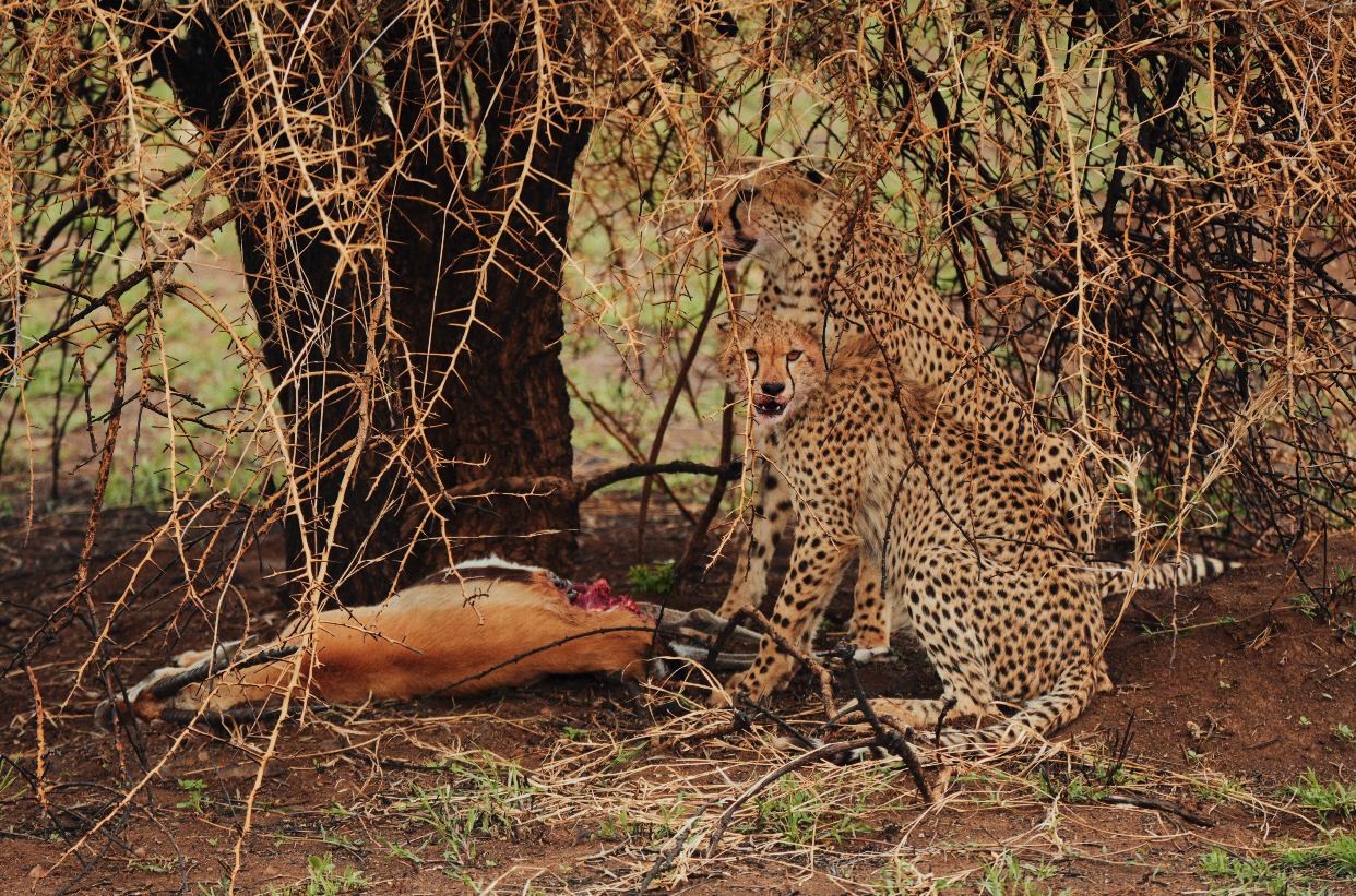 Captura de pantalla 2026-02-05 a las 14.18.46.png