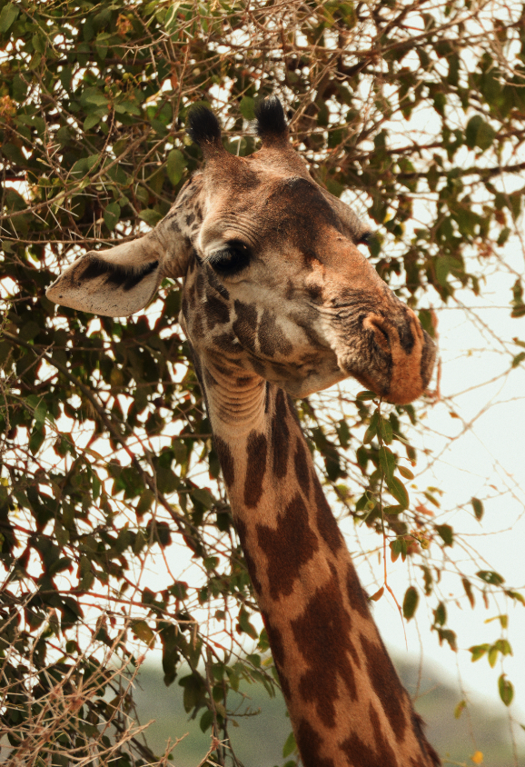 Captura de pantalla 2026-02-05 a las 14.22.36.png