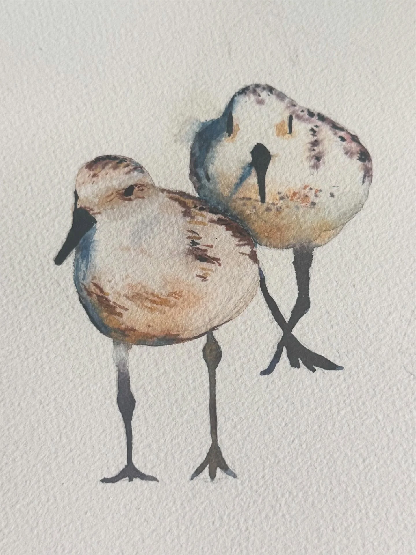 Little cuties :) #birdlover #watercolor #workinprogress #painting #artist #birds #ocean #beach #sea #summer #newengland #seabird