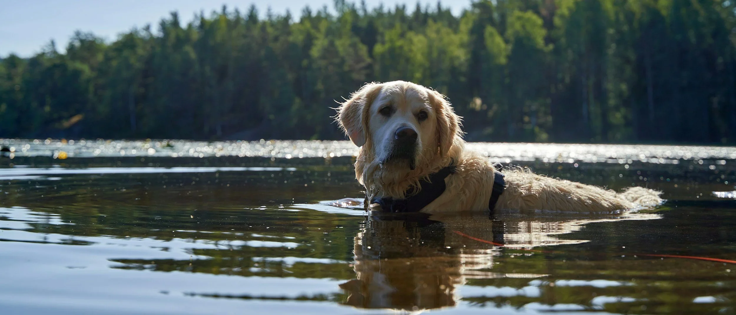 Everything is Practicing!                       How Being a Bad Swimmer Helped Me With Performance Pressure