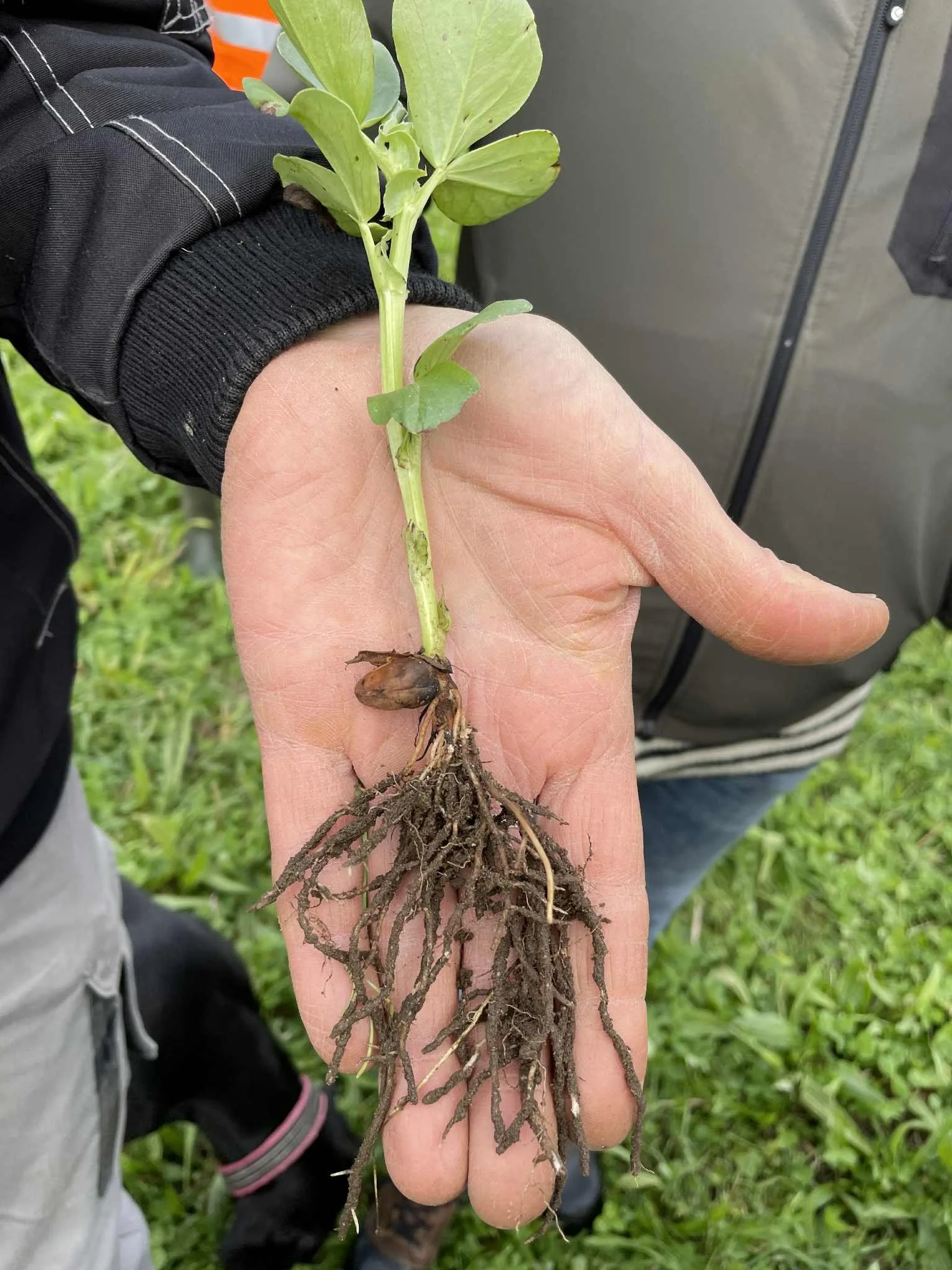 Öland: Fördjupning jordhälsa