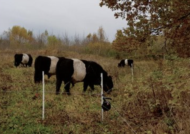 Skåne: ERFA-träff om holistiskt planerat bete