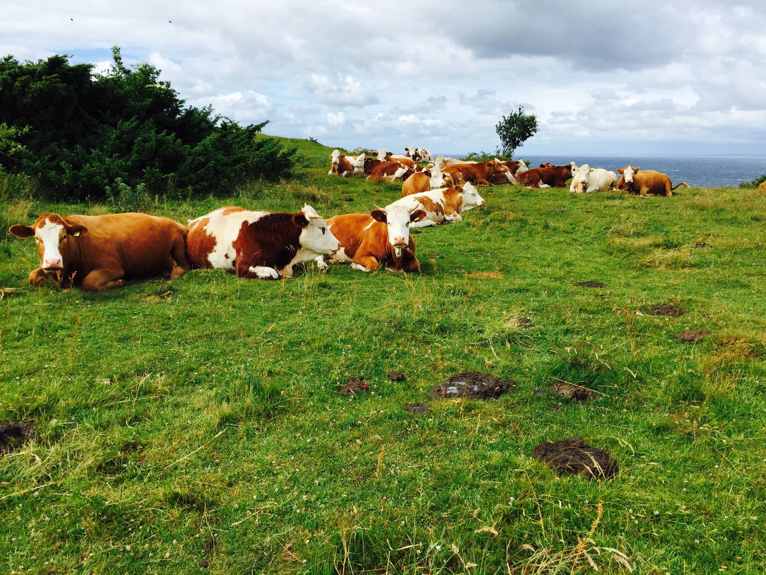 Träff om virtuella stängsel – framtidens beteslösning?