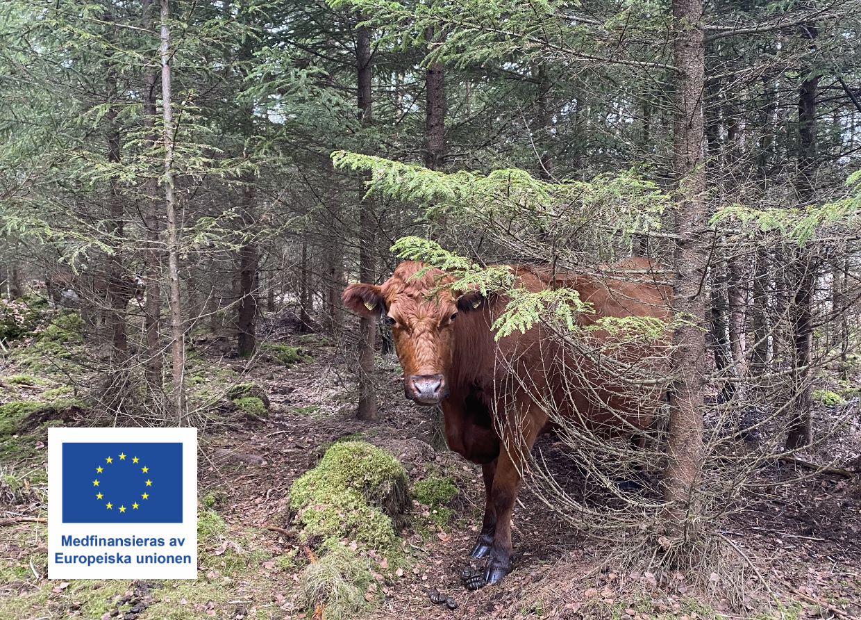 Holistic Management för lantbrukare