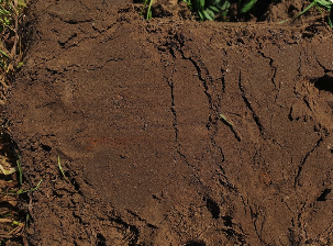 Samtalsgrupp – Potatisodling med fokus jordhälsa