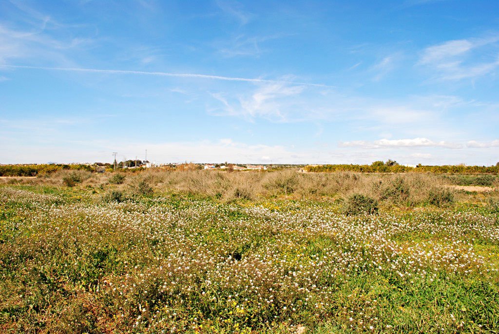 costa-blanca-blog-spanische-vegetation-6.jpg