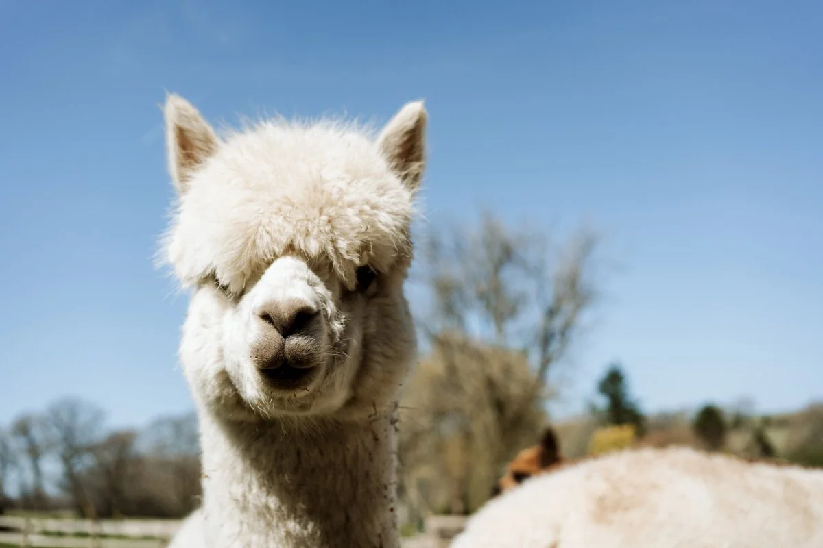 Tori colin webite images-28.JPG