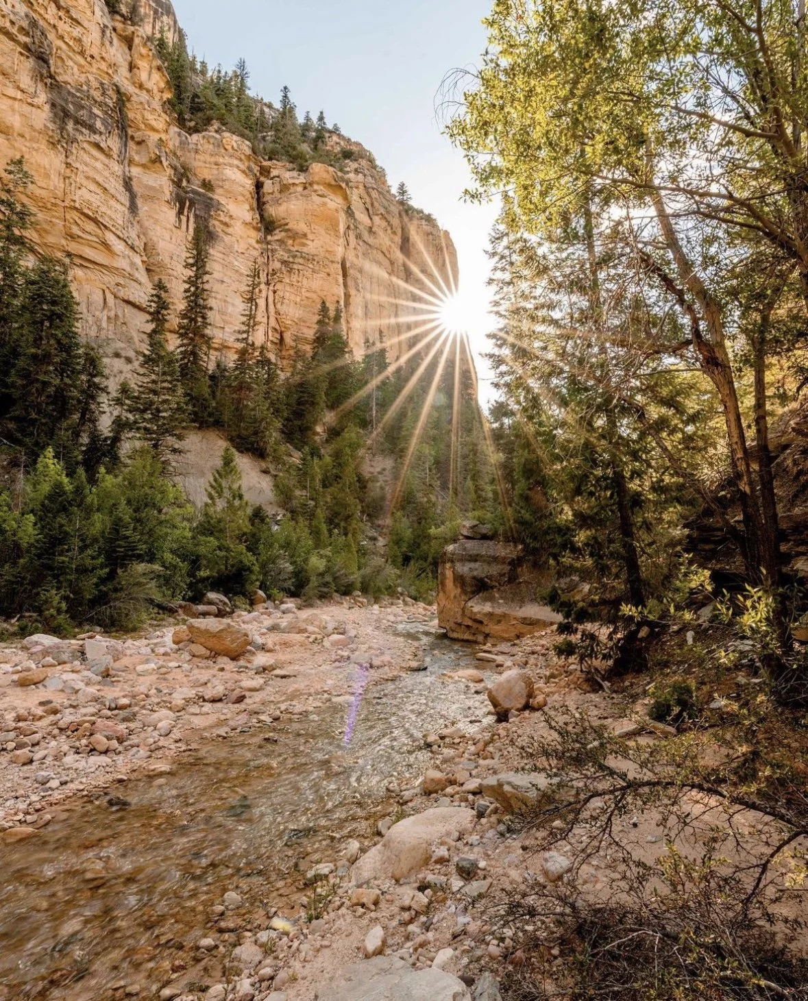 Sun shining through tall canyon cliffs with pine trees on the rocky riverbank.