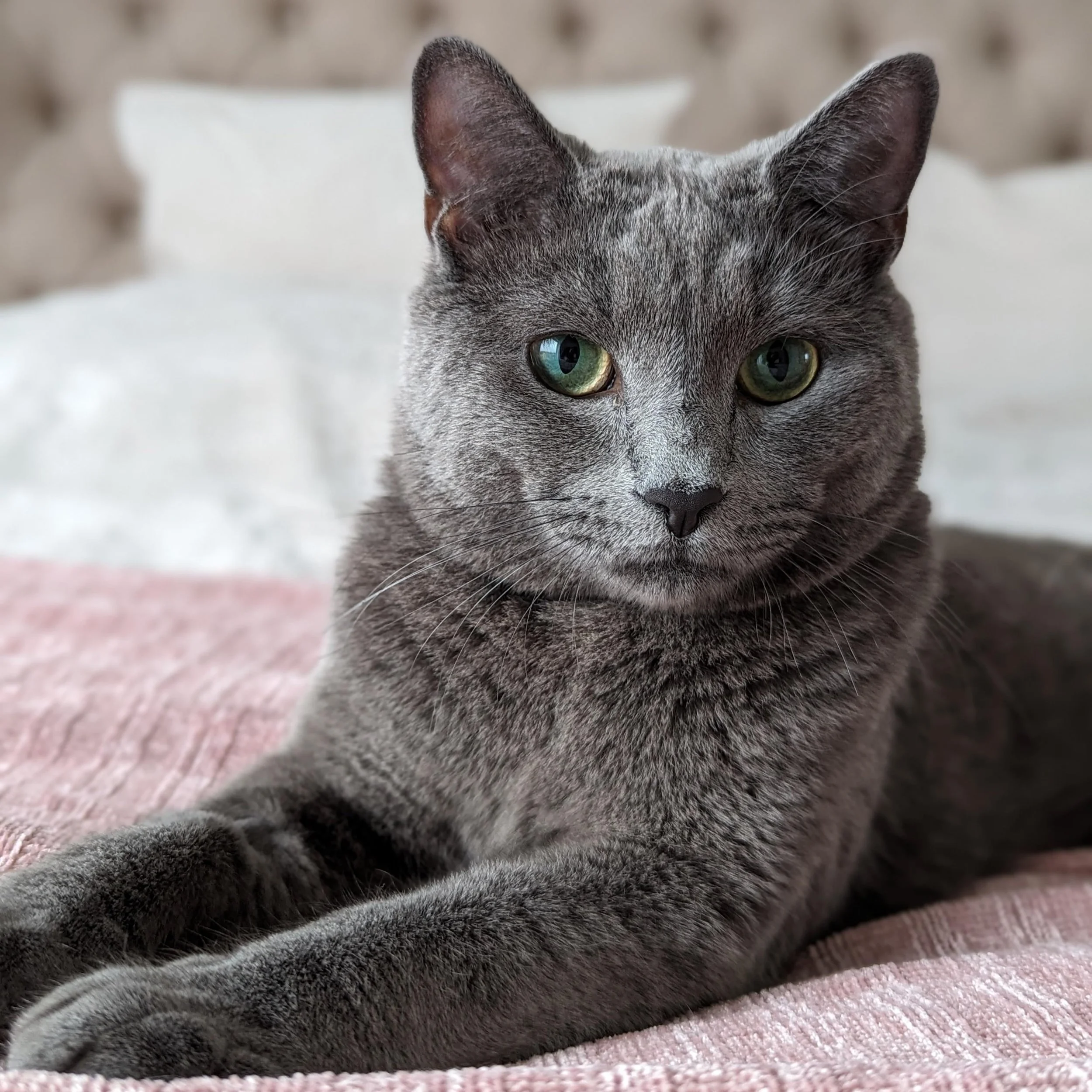 Peaceful Paws Grey Cat Monty
