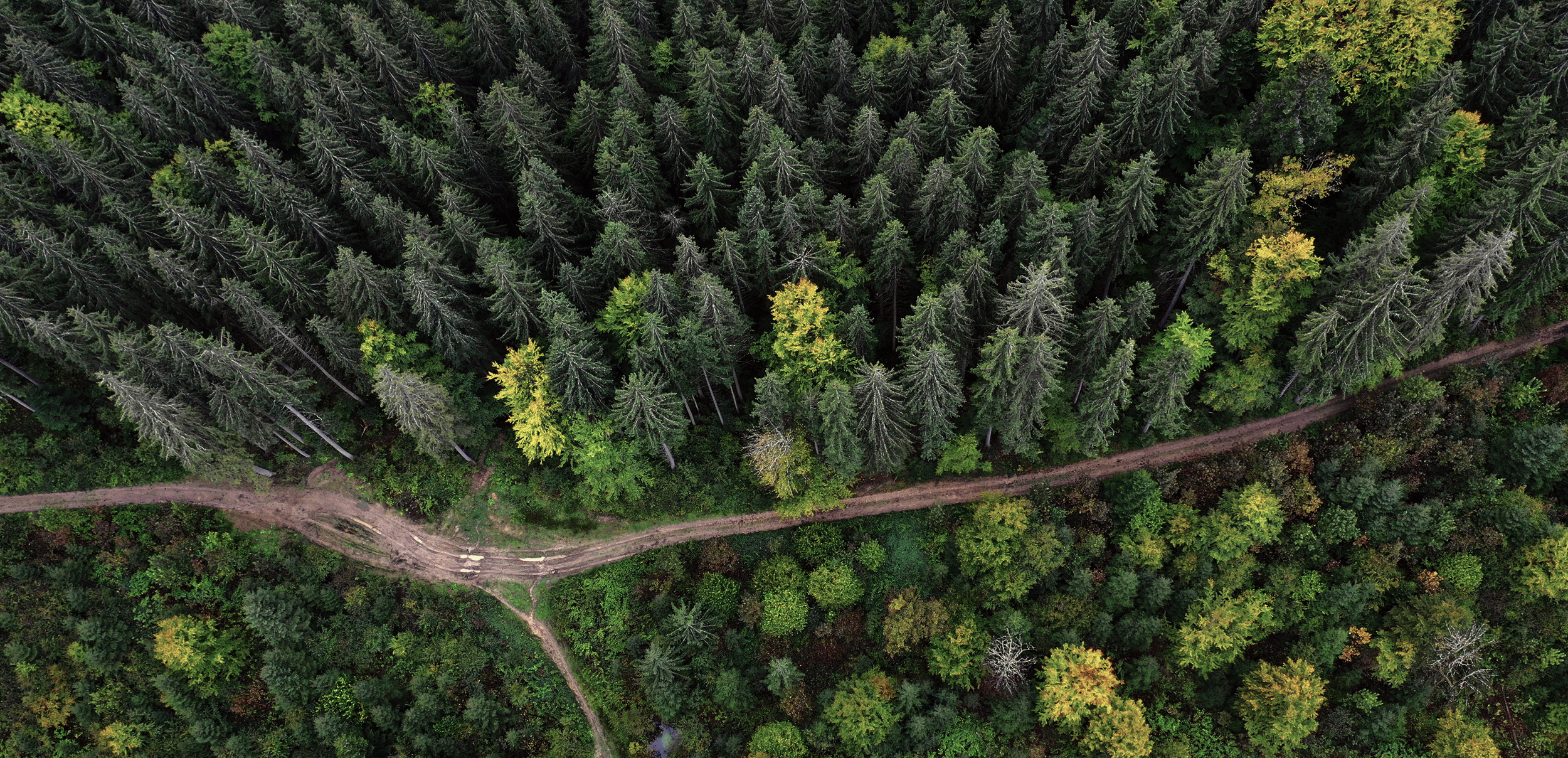 Understanding The Landscape: How Early Experiences Shape Current Behaviour