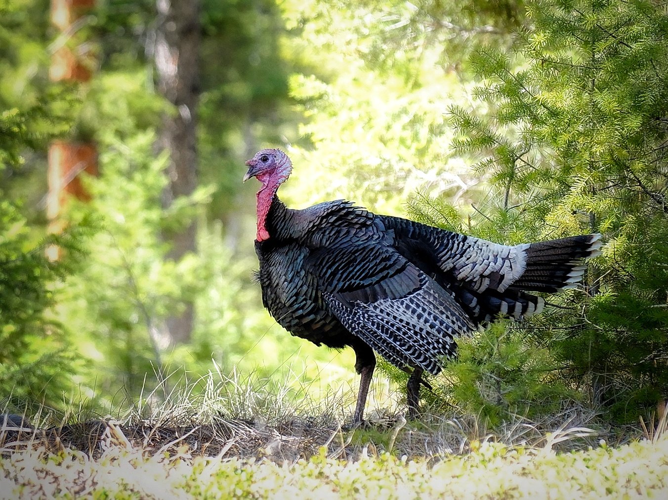 Wild turkeys roaming around our property at The Hohnstead Glamping Cabins Resort near Missoula, Montana