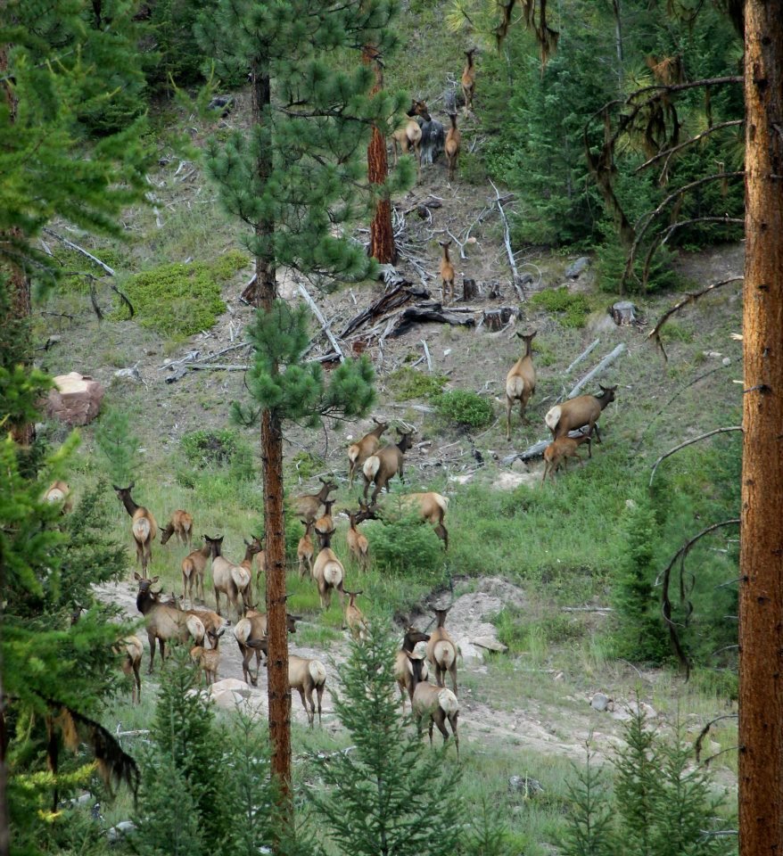 Rare sighting of this many elk, but when you do - it's magic! 