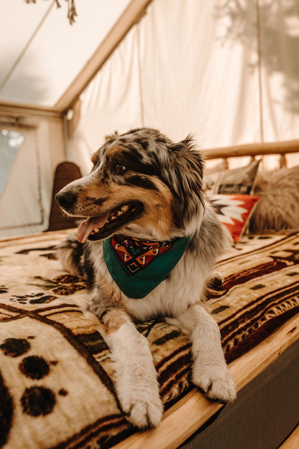 The Hohnstead Glamping Cabins Resort is pet friendly!