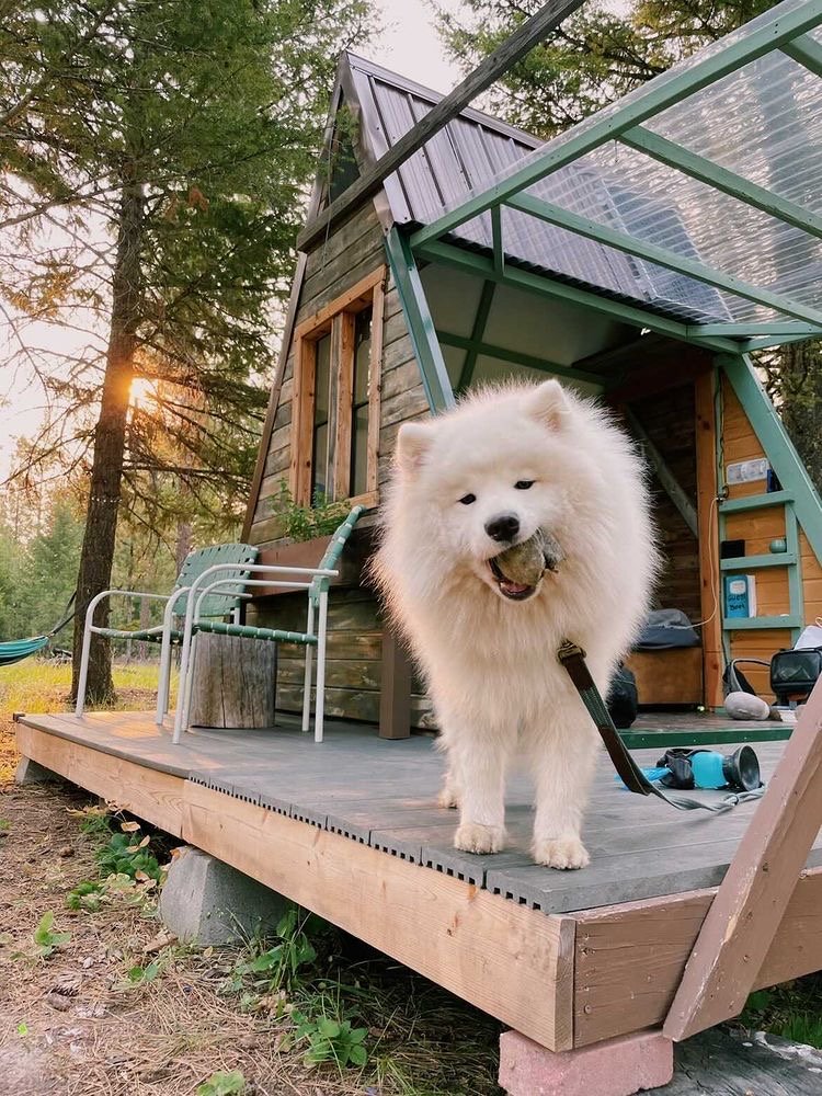 The A-frame cabin is pet-friendly!