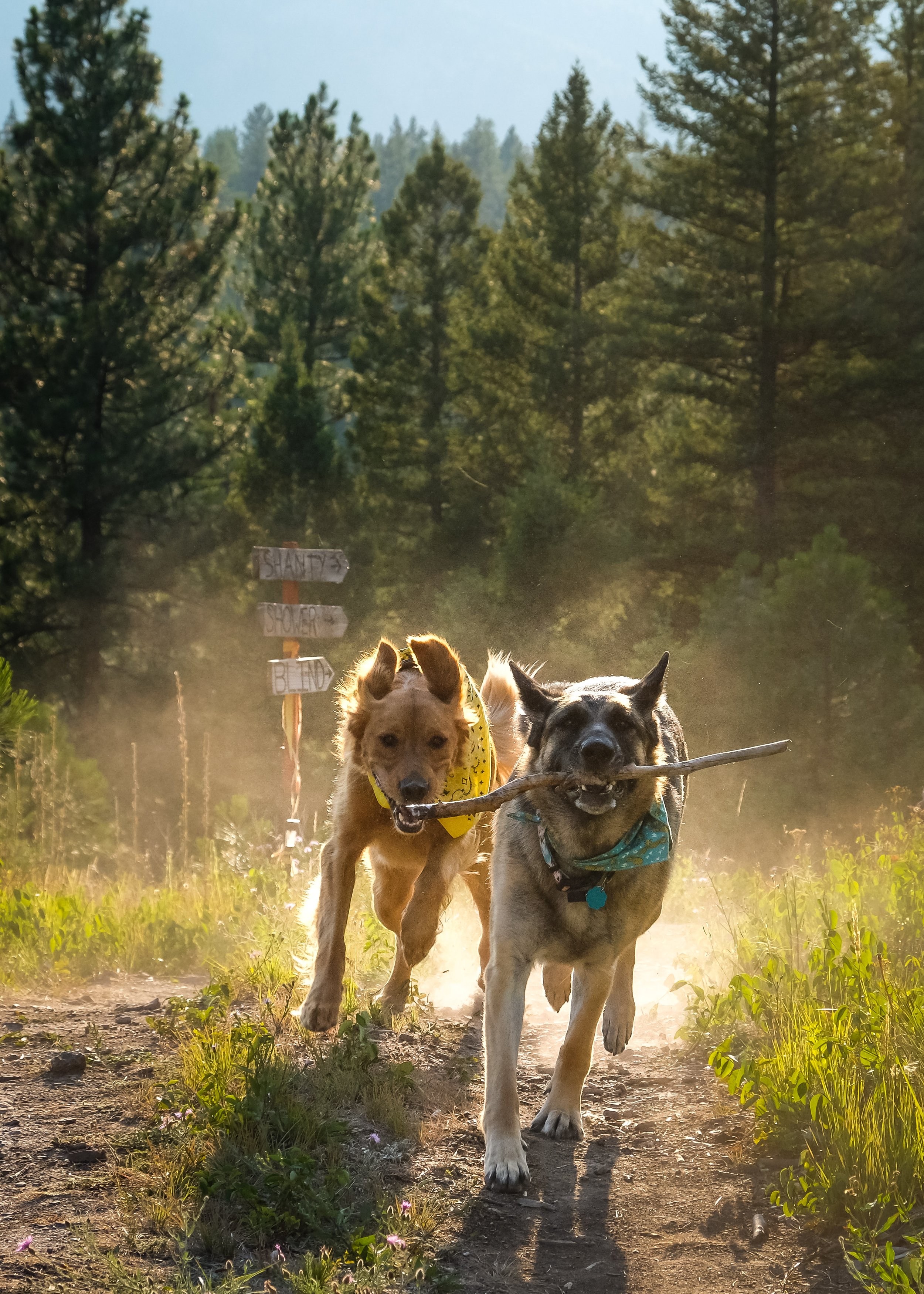 We love hosting your friendly pups here at The Hohnstead Glamping Cabins Resort.