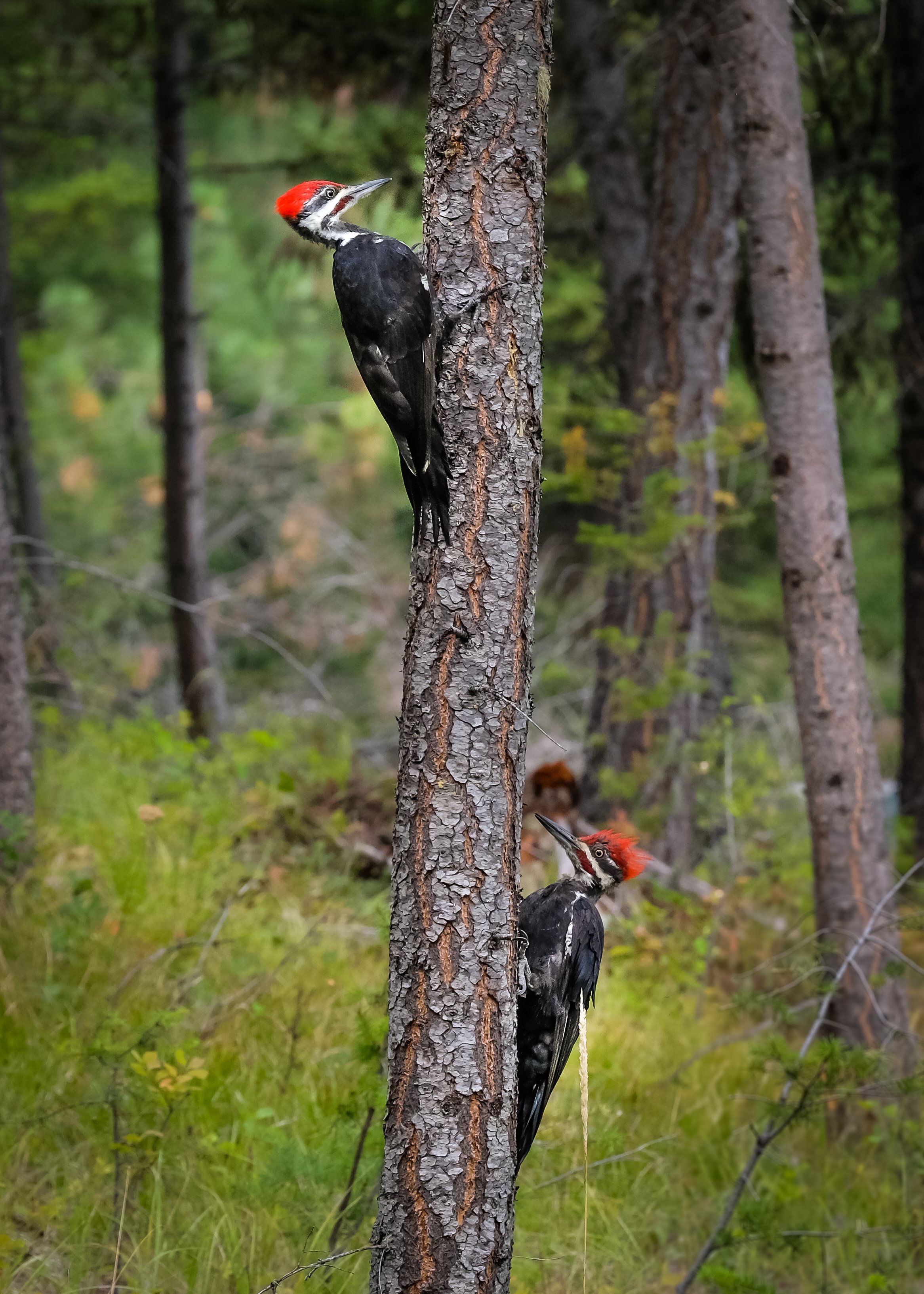 Bring your camera, you may just get lucky with a rare shot like this one - Peleated Woodpeckers at The Hohnstead Glamping Cabins Resort.