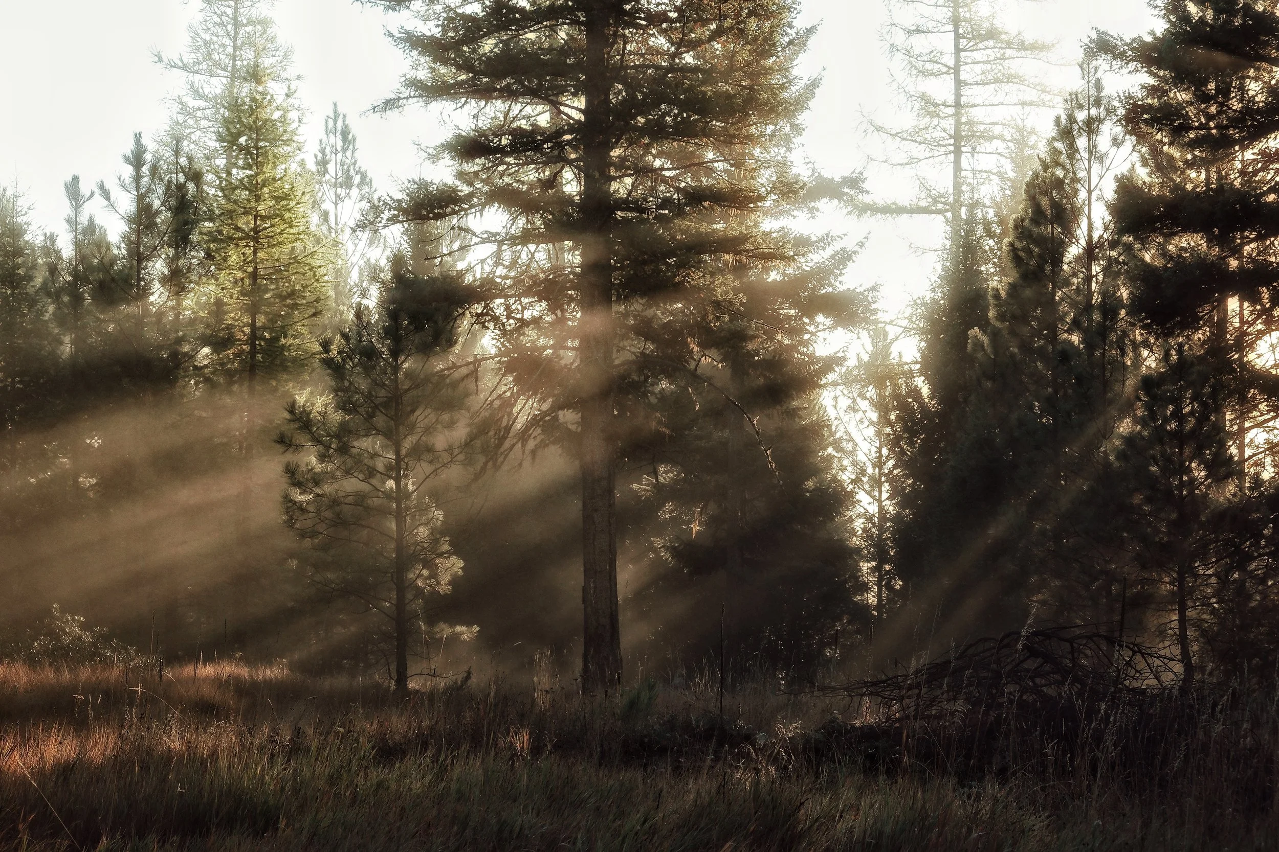 Light through the pine trees at The Hohnstead near Missoula