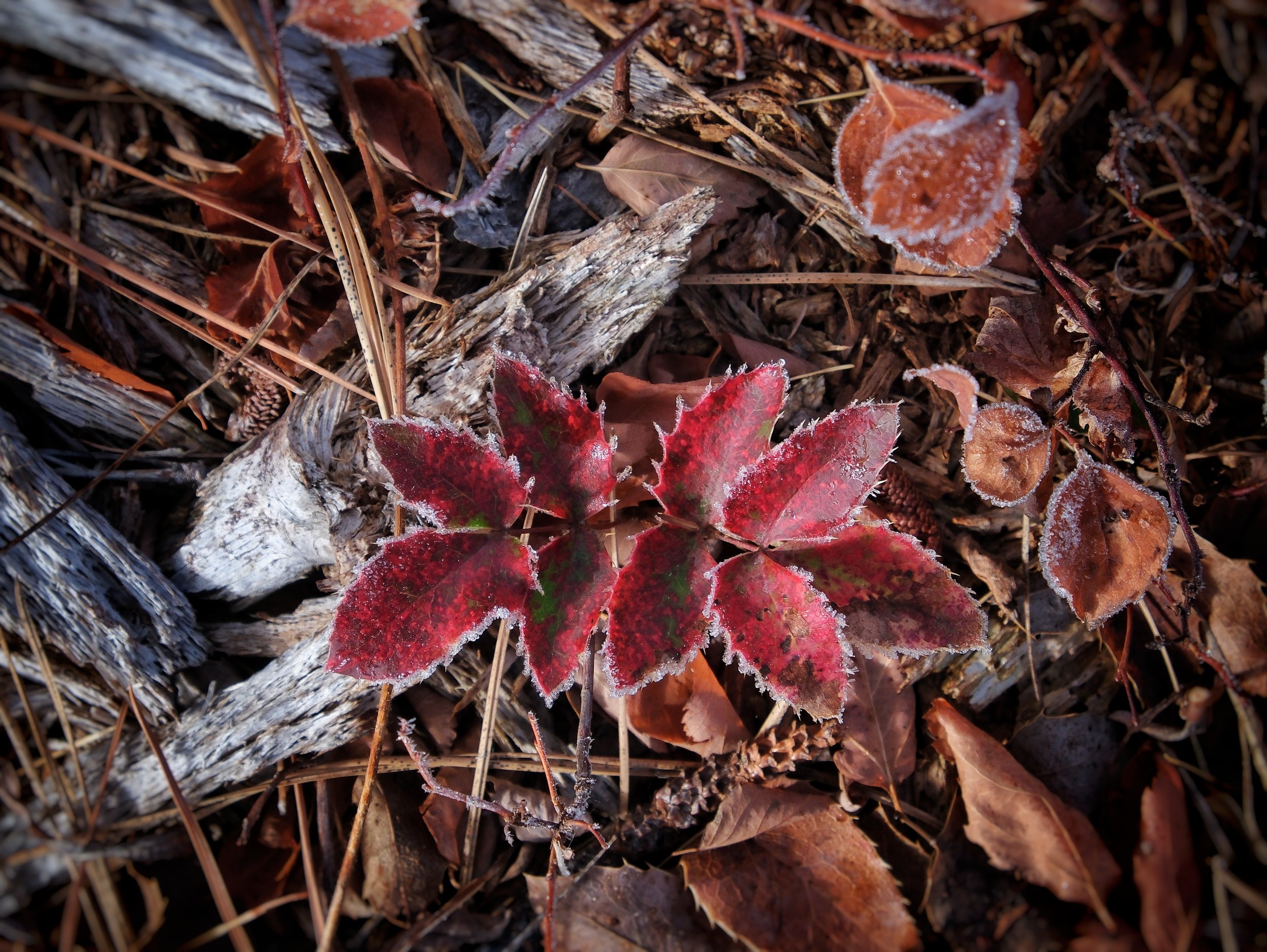 Photographing nature's details at The Hohnstead