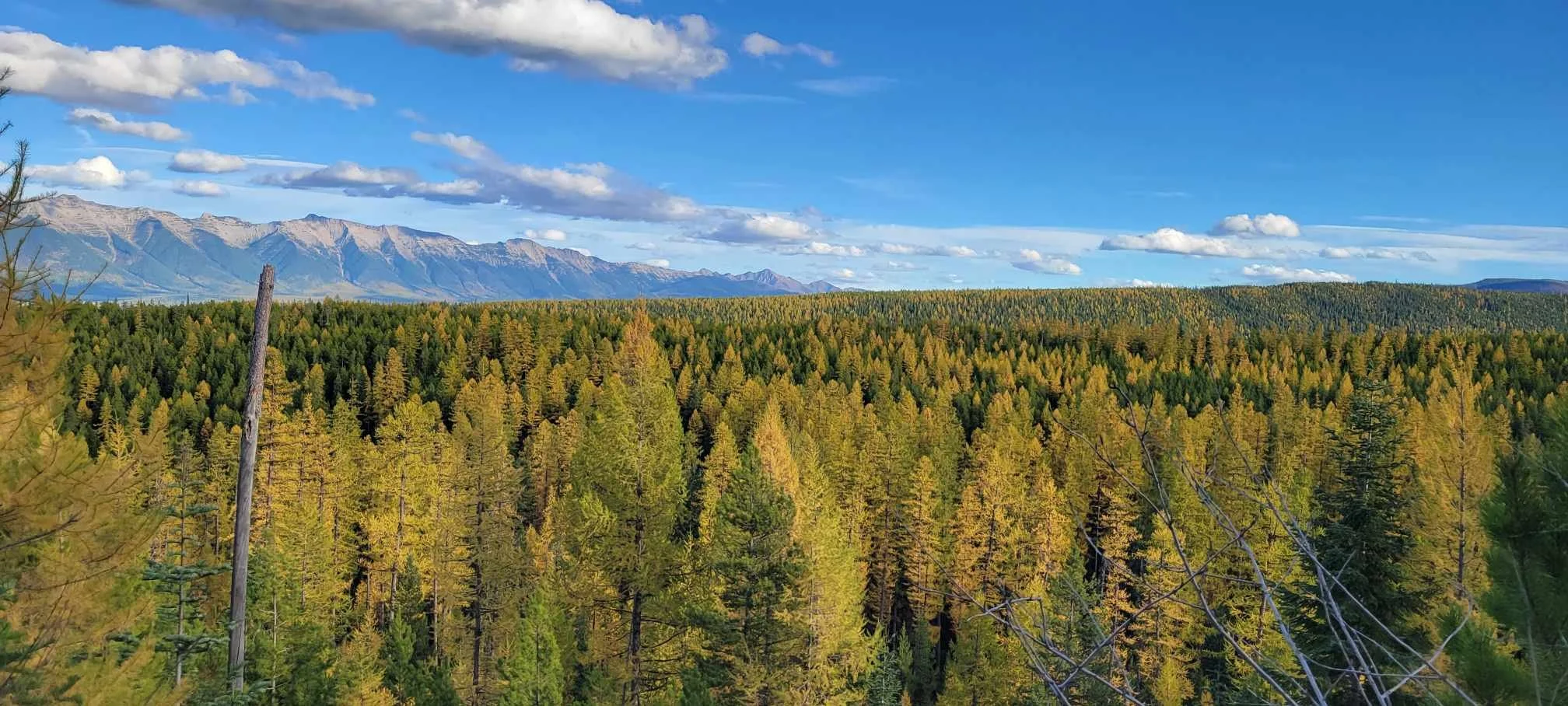 Larches near Missoula, Montana.jpg