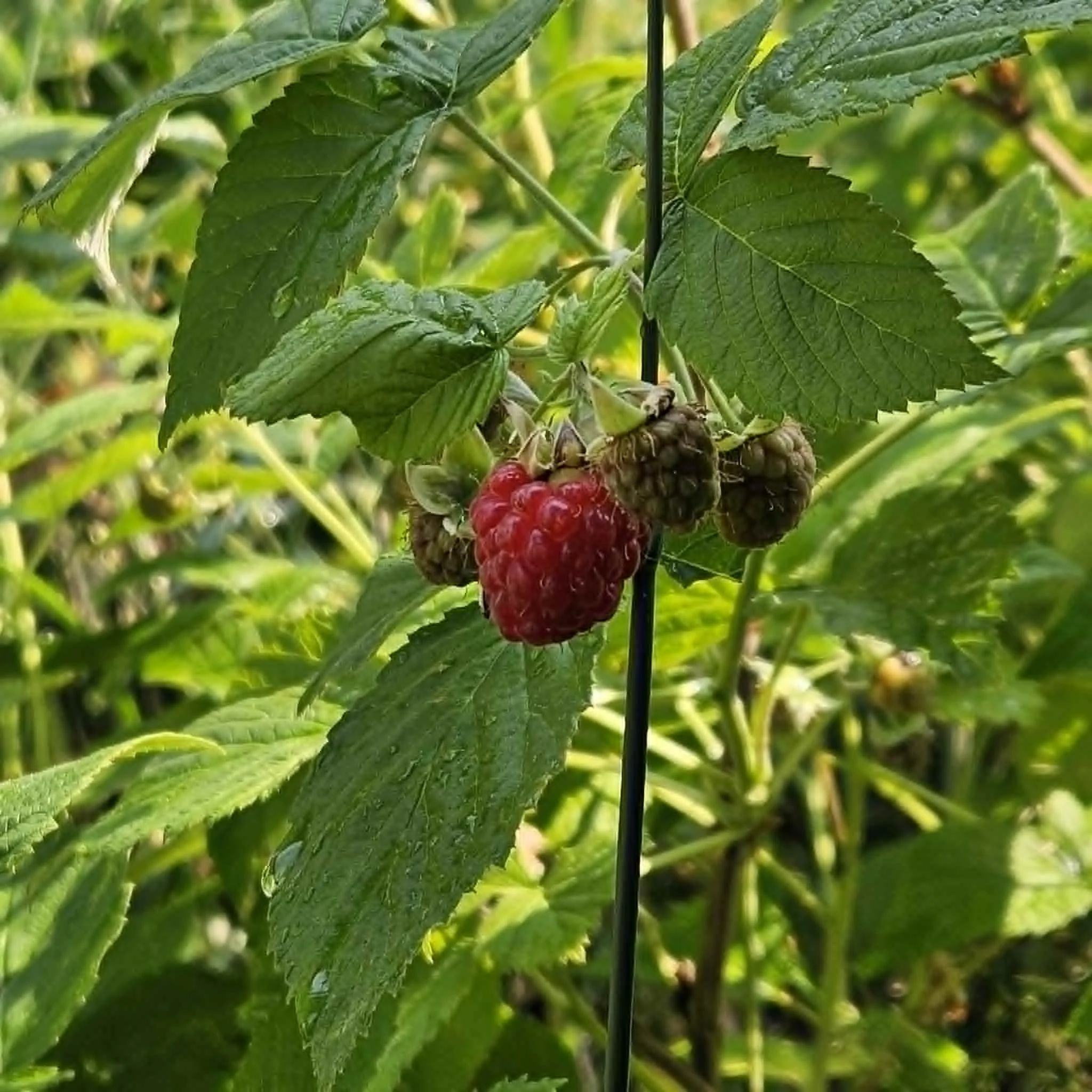 Raspberry at The Hohnstead Glamping Cabins near Missoula.jpeg