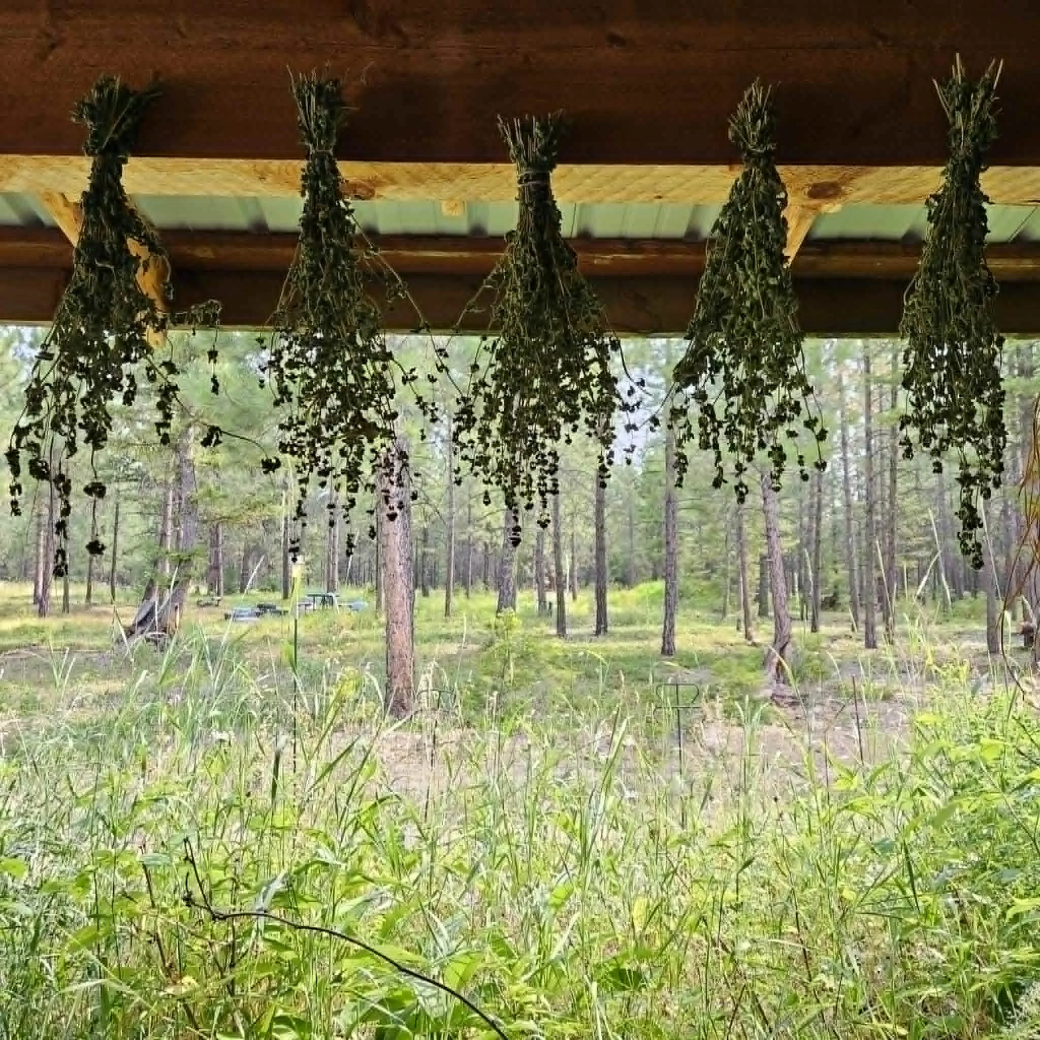 Drying Oregano at The Hohnsead Glamping Cabins near Missoula.jpeg