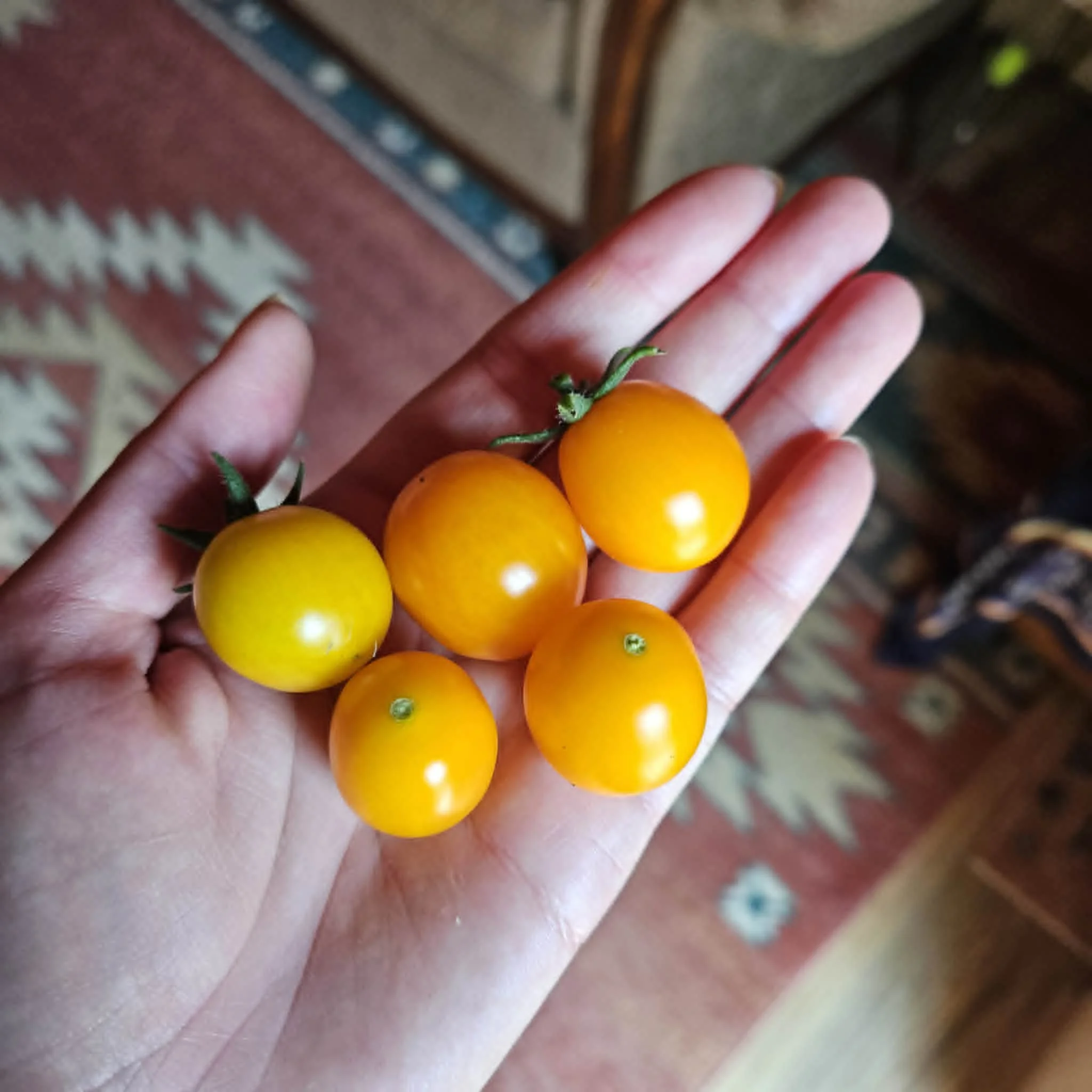 Tomatoes at The Hohnstead Glamping Cabins near Missoula.jpeg