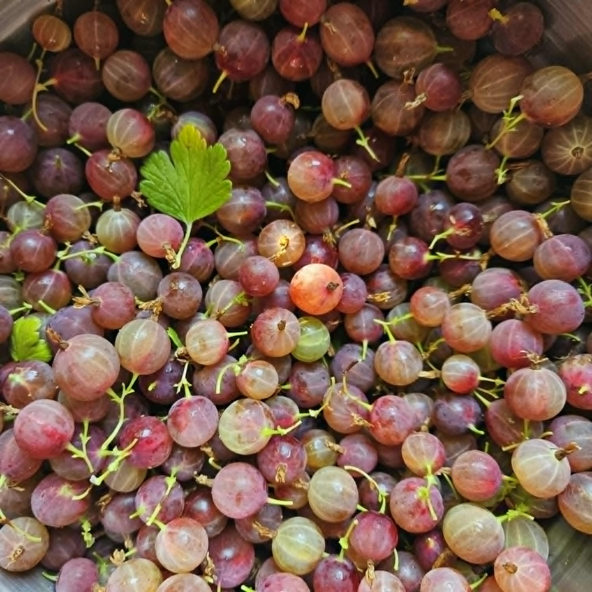 Gooseberries at The Hohnstead Glamping Cabins near Missoula.jpeg