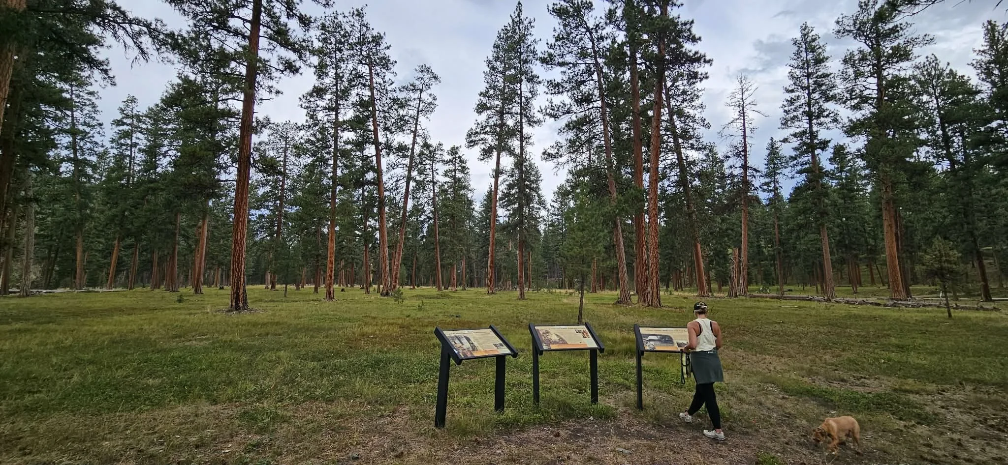 Primm Meadow near The Hohnstead Glamping Cabins3.jpeg