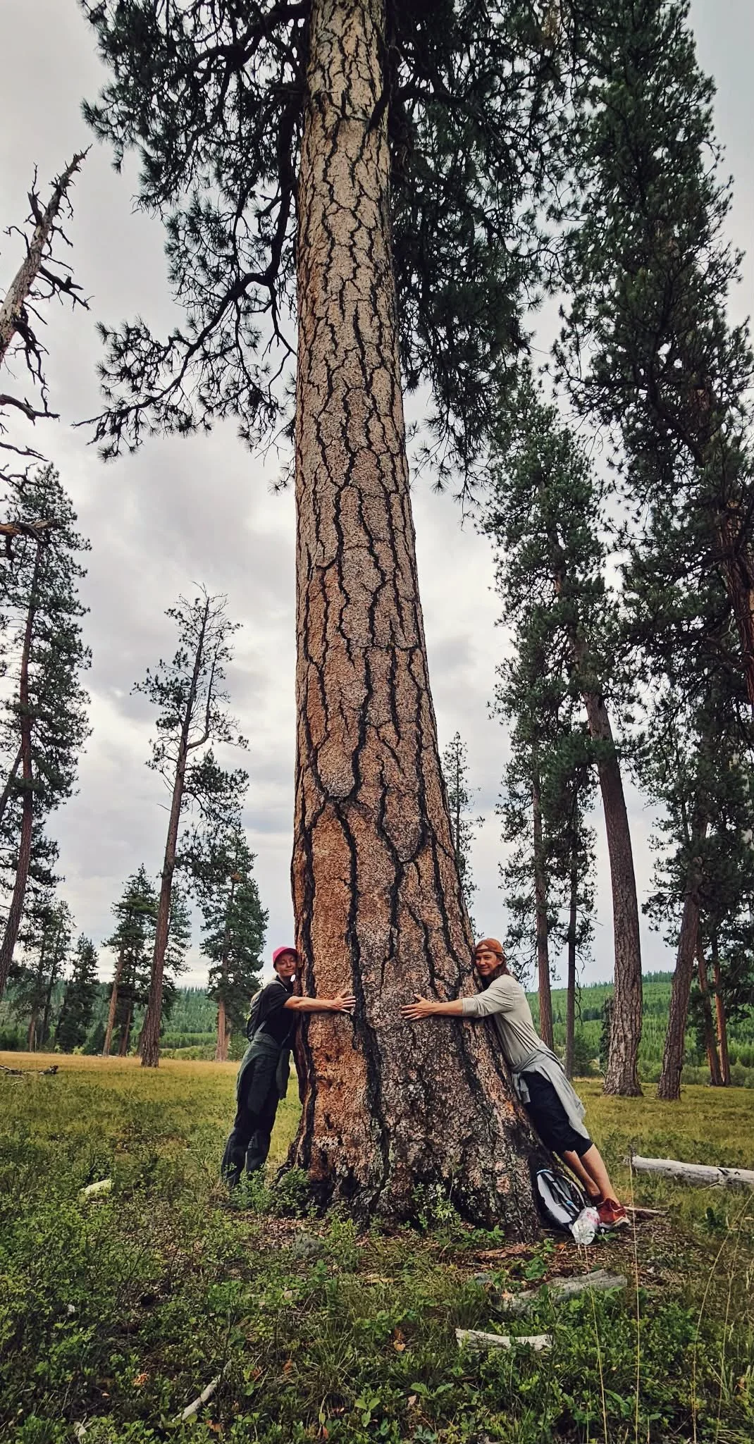 Primm Meadow near The Hohnstead Glamping Cabins2.jpeg