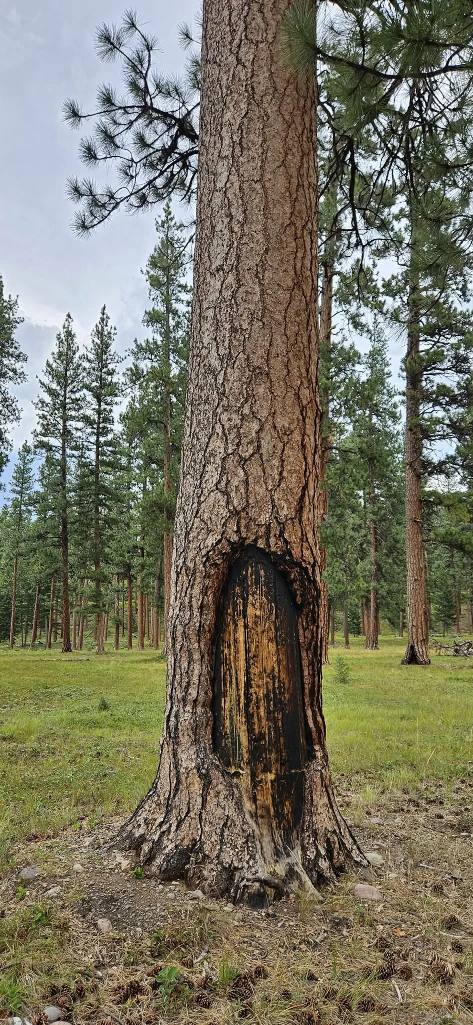 Primm Meadow near The Hohnstead Glamping Cabins.jpeg