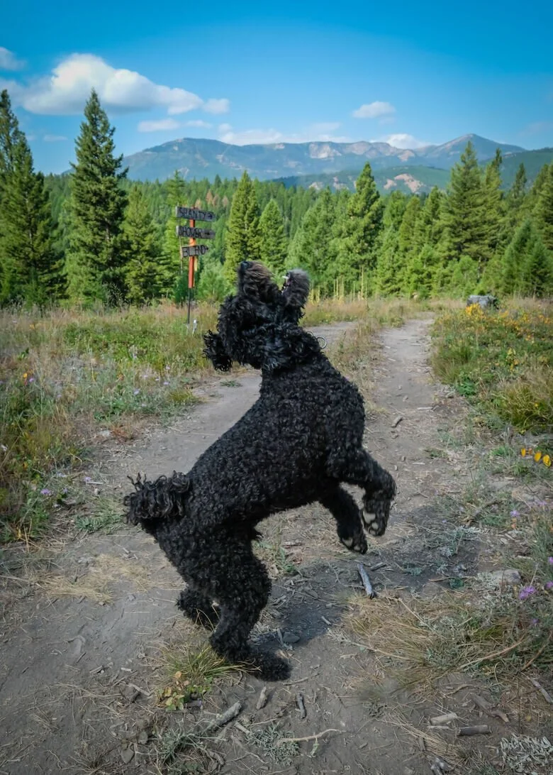 Pet-friendly stays near Missoula, Montana
