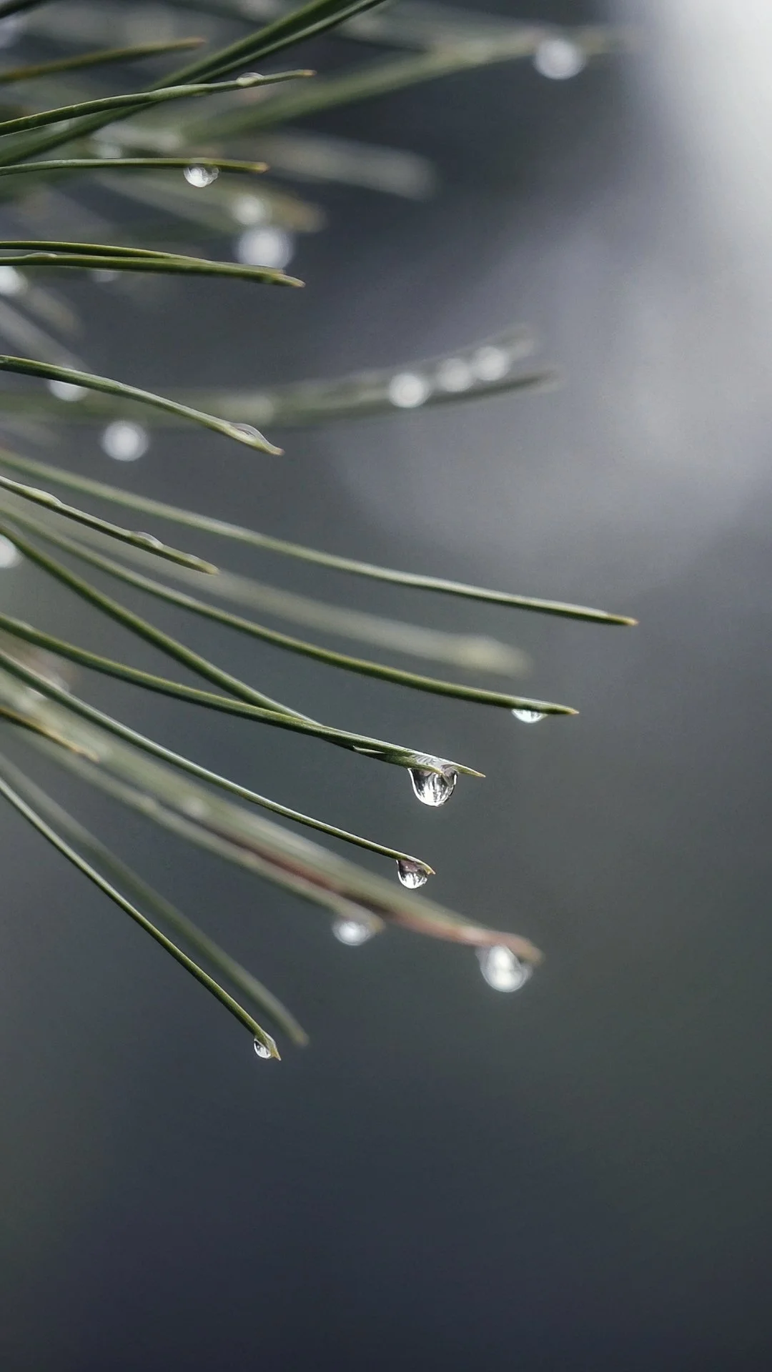 The Hohnstead Glamping Cabins in Bonner, Montana