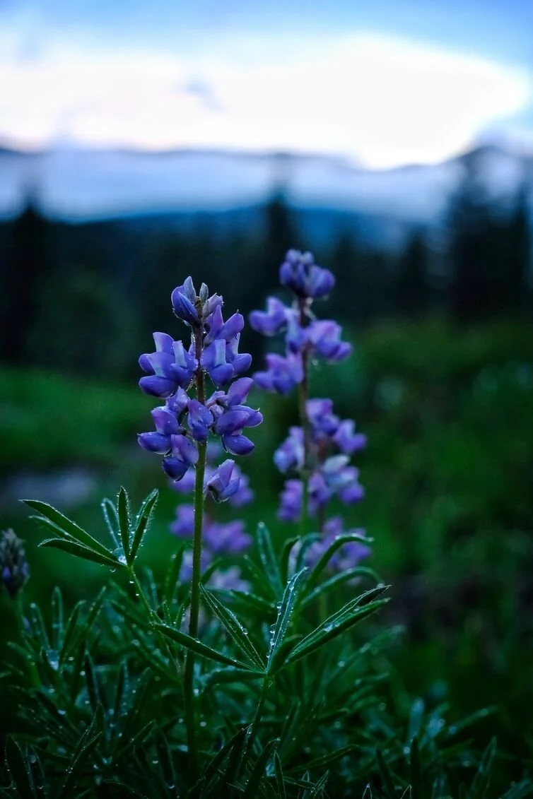 Lupine-Wildflowers-at-The-Hohnstead-Glamping-Cabins-in-Bonner-Montana