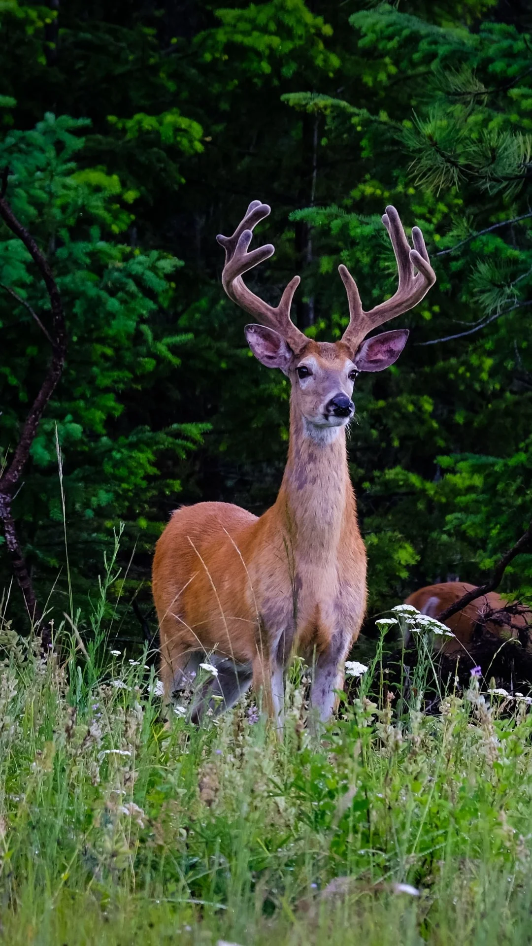 The Hohnstead Glamping Cabins in Bonner, Montana