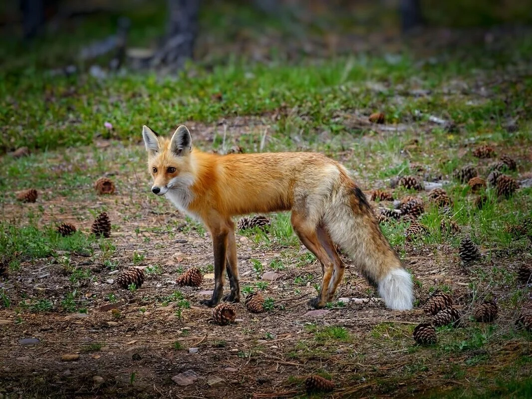 Fox at The Hohnstead Glamping Cabins near Missoula, Montana