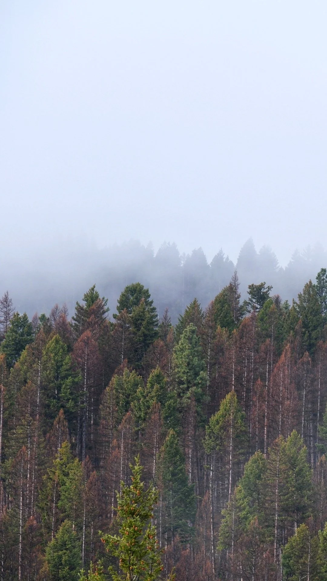 The Hohnstead Glamping Cabins in Bonner, Montana