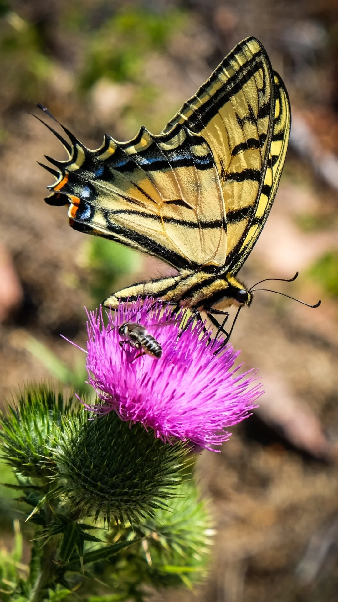 The Hohnstead Glamping Cabins in Bonner, Montana