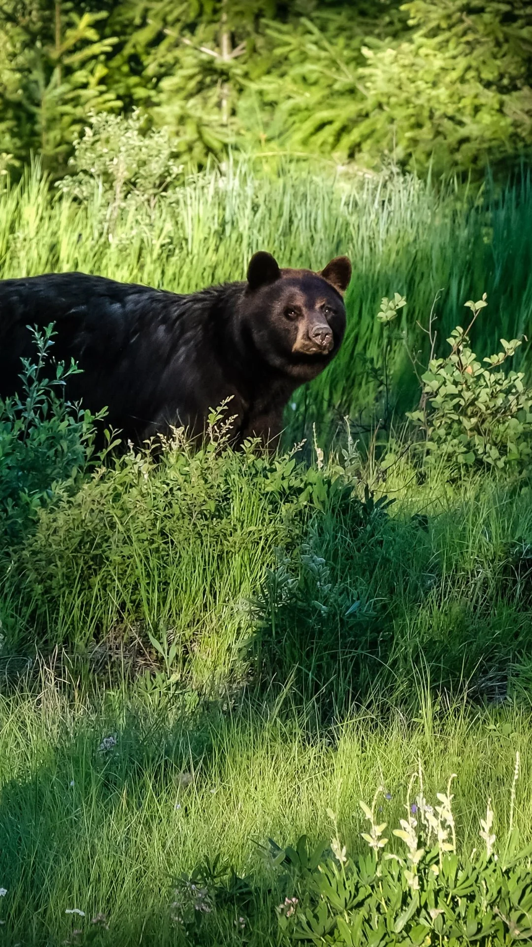 The Hohnstead Glamping Cabins in Bonner, Montana