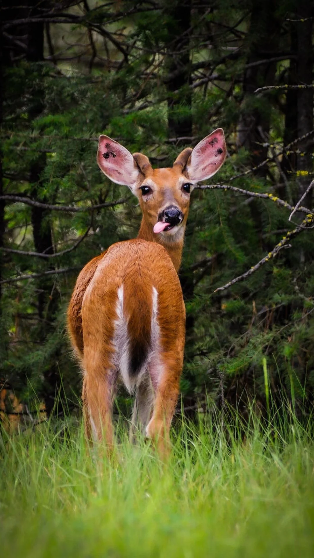 Deer at The Hohnstead Glamping Cabins near Missoula Montana