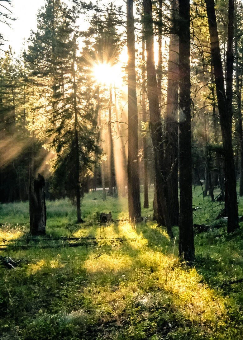 slow-mornings-at-the-hohnstead-glamping-cabins-near-missoula