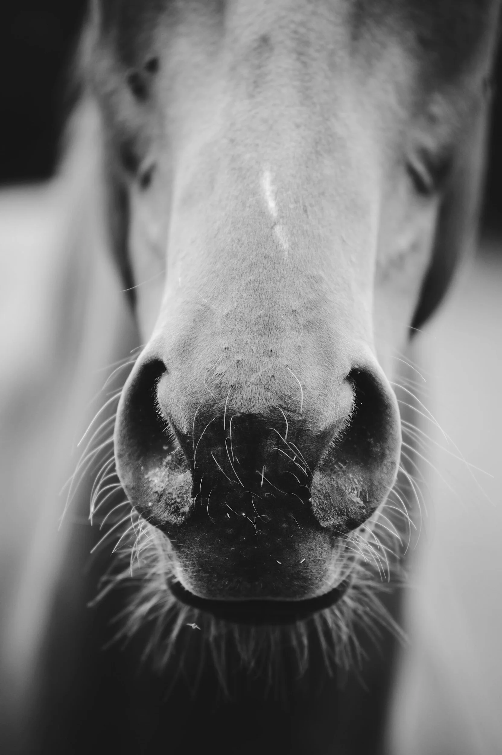 Close-up black and white photo of a horse's nose with its nostrils and whiskers clearly visible.